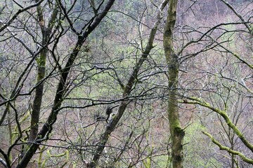 Peak District forests