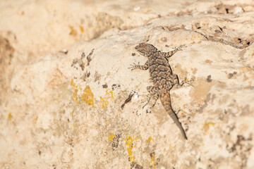 Small lizard sunning on a rock
