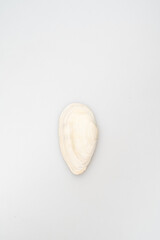 Close-up of a delicate white seashell on a light gray surface