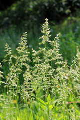 Poa grows in the meadow among wild grasses.