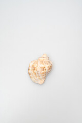 Close-up of a delicate white seashell on a light gray surface