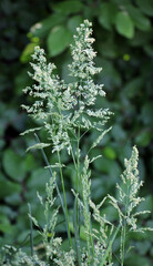 Poa grows in the meadow among wild grasses.