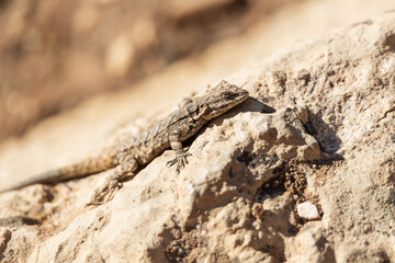 Small lizard sunning on a rock
