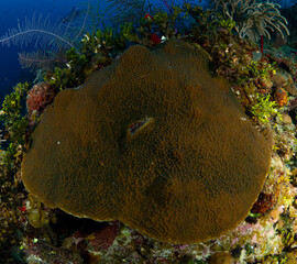 disc-shaped coral colony