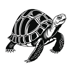 turtle vector illustration