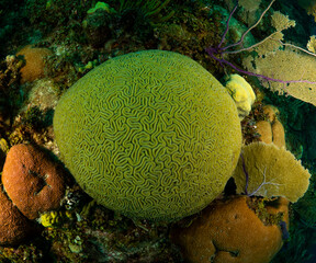 Top view of a Diploria labyrinthine coral colony