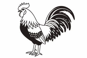 rooster isolated on white background
