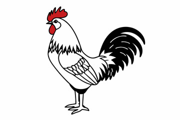 rooster isolated on white background