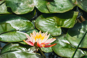 Lotus flower among the leaves in the pond