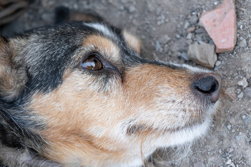 dog's head stiff in shock lying on the dirt floor with a bright, unblinking eye