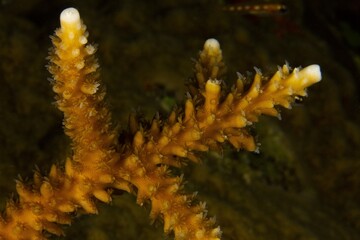 Branches of growing staghorn coral
