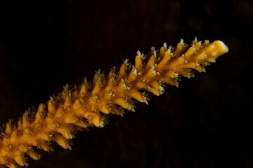 Details of an Acropora cervicornis branch with a black background