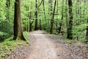 Peak District forests