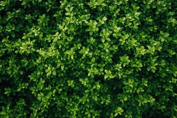 Dense green foliage background