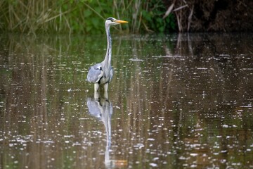 grey heron standing in a river