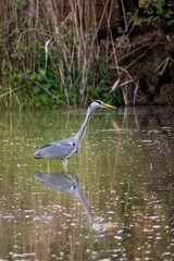 grey heron standing in a river