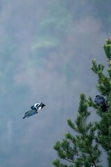 magpie annoying a crow