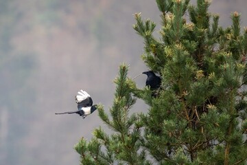 magpie annoying a crow
