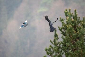 magpie and crow fighting in the air