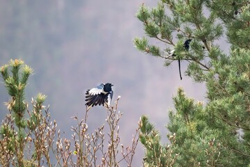 magpie annoying a crow