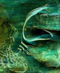 Panning of a drum fish