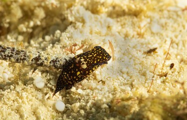 Rear view of a nudibranch walking on the sandy bottom