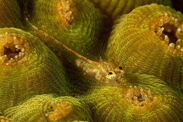 Blenny looking up, while resting on a coral