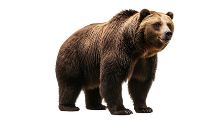 Fototapeta premium Bear, A big size brown bear isolated on transparent background