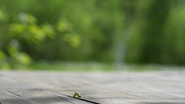 Inchworm Symbolism
