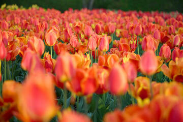 A stunning field of vibrant pink tulips in full bloom, bathed in warm sunset light.