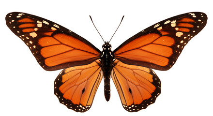 Butterfly, A Beautiful butterfly flying isolated on transparent background PNG