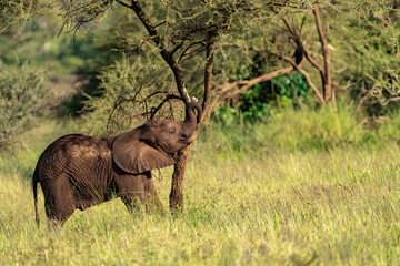Tanzania Serengeti Safari Elephant Cub rubbing on a tree