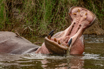 Tanzania Serengeti Safari Hippo Mouth Opened