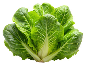 Fototapeta premium cabbage isolated on white background