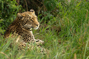 Tanzania Serengeti Safari Leopard