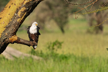 Tanzania Serengeti Safari Eagle
