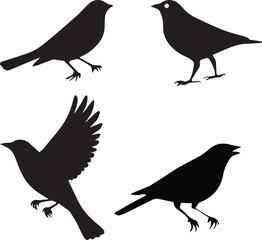 Fototapeta premium Black Silhouette Birds Set: A meticulously crafted collection of black silhouette birds in various poses, perfect for adding a touch of elegance and artistic flair to any project.