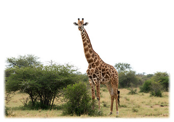 Obraz premium A Giraffe Stands Tall in the African Savanna