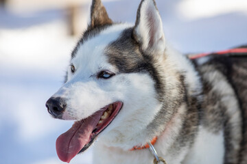 Portrait of a siberian husky