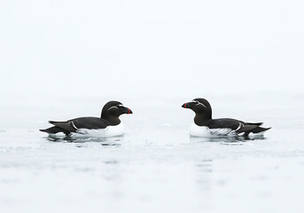 Fototapeta premium Two Black Guillemots in Snow