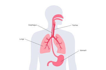 Respiratory and digestive systems