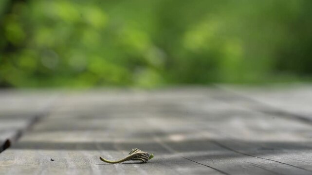 Inchworm Symbolism