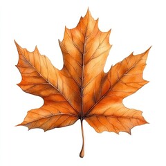 Obraz premium Dazzling hues of orange showcase a maple leaf resting softly, radiating autumn's charm