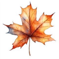 Obraz premium A beautifully detailed maple leaf displays shades of orange and brown under soft light