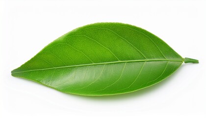 Obraz premium green orange leaf isolated on white background with clipping path