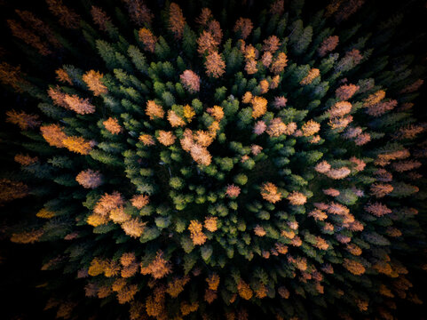 Aerial view of multi coloured autumnal larch trees in a forest, Puster Valley, South Tyrol, italy
