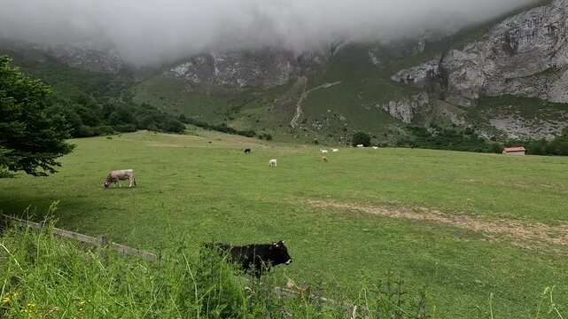 Green landscape with meadows and animals in the mountains of Cantabria The Pasiegos valleys in the North of Spain
