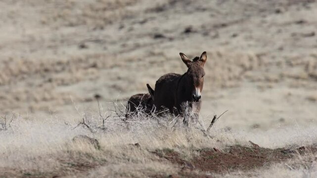 Weanling foal attempts to nurse from a jenny and is chased off, filmed in Smoke Creek Desert, Lassen County, California. Wild burro behavior in natural habitat.