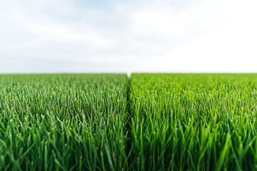 Fototapeta premium Lush green field stretching to the horizon under a bright sky, nature's beauty, fresh spring season, agricultural landscape, grassy lawn.