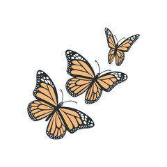 Set of butterflies isolated vector art